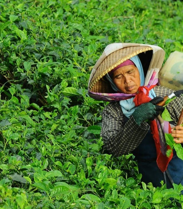 Agriculture